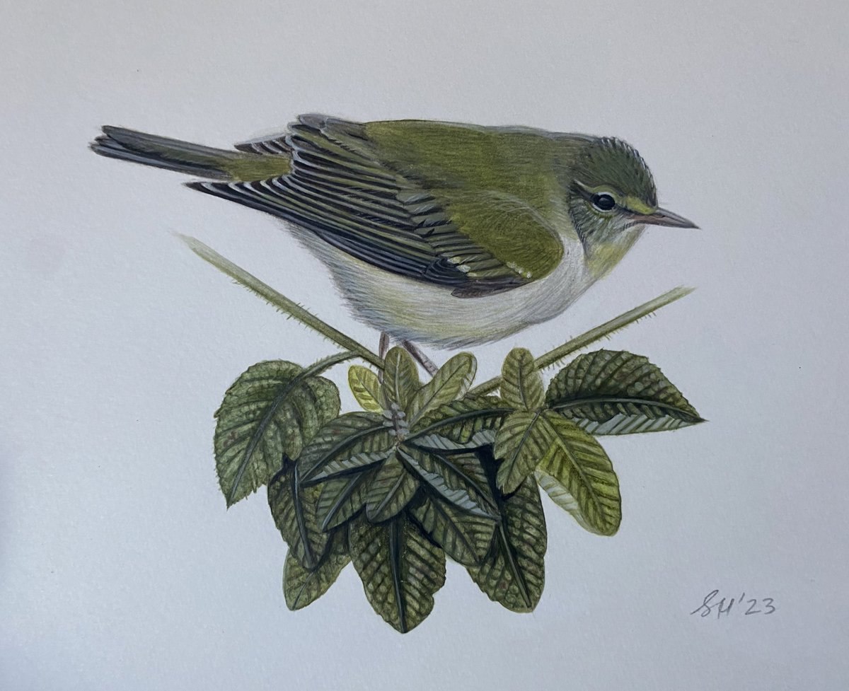 crestiesam's tweet image. All finished, not fiddling with this any more! #Tennesseewarbler