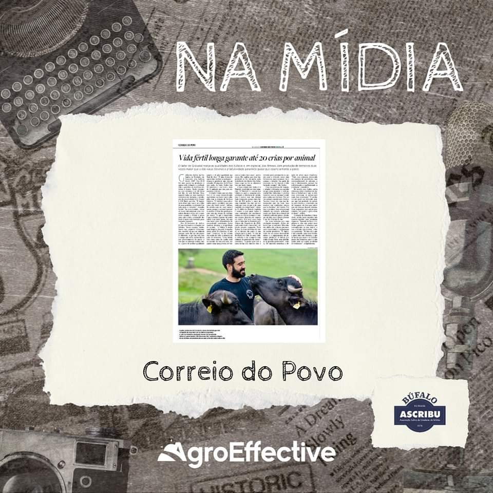 agroeffective's tweet image. 📰 A semana começa com essa bela matéria do caderno Correio Rural, do jornal Correio do Povo, sobre a criação e mercado do búfalo no Rio Grande do Sul.

#ascribu #bufalo #agroeffective #agro #assessoriadeimprensa #namidia