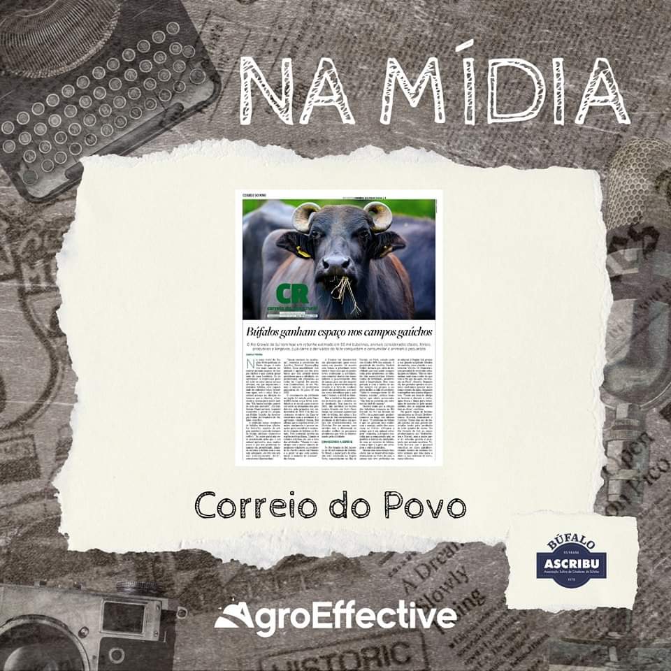 agroeffective's tweet image. 📰 A semana começa com essa bela matéria do caderno Correio Rural, do jornal Correio do Povo, sobre a criação e mercado do búfalo no Rio Grande do Sul.

#ascribu #bufalo #agroeffective #agro #assessoriadeimprensa #namidia
