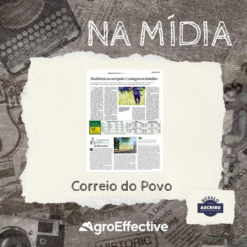 agroeffective's tweet image. 📰 A semana começa com essa bela matéria do caderno Correio Rural, do jornal Correio do Povo, sobre a criação e mercado do búfalo no Rio Grande do Sul.

#ascribu #bufalo #agroeffective #agro #assessoriadeimprensa #namidia