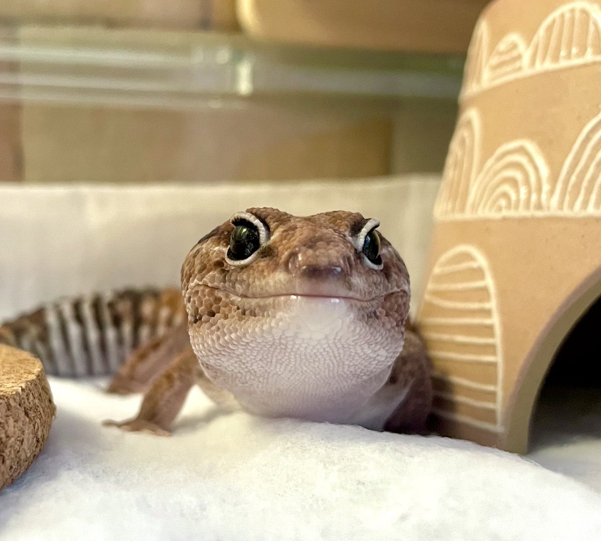 はーー可愛い🥰
#ニシアフリカトカゲモドキ