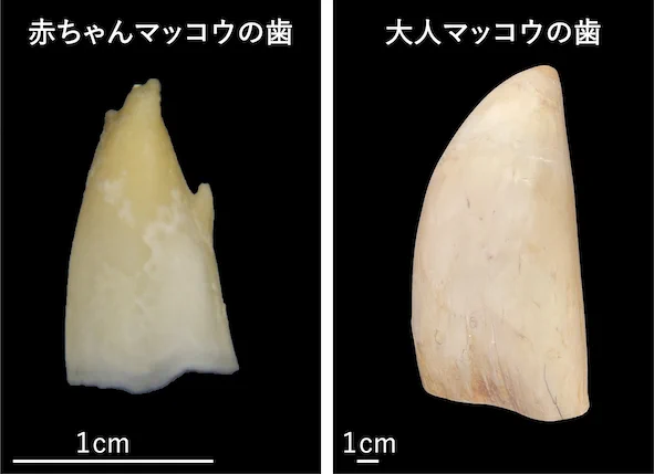 千葉県立中央博物館 on X: 
