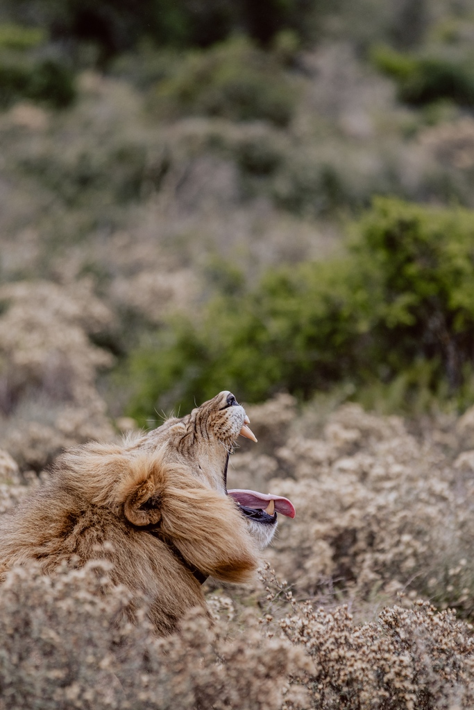 amakhala's tweet photo. Hang in there pal, it's only Monday! 

📸: Ben Gierig 

https://t.co/I3t7KV7VOk

#Big5Safari #MalariaFree #BucketListSafari #WhenOnSafari #OnlyInAfrica #TravelSouthAfrica #AfricaAwaits #Africa #SouthAfrica #Travel #TravelSA #TravelZA #AmakhalaGameReserve https://t.co/RzcCdX2xn8