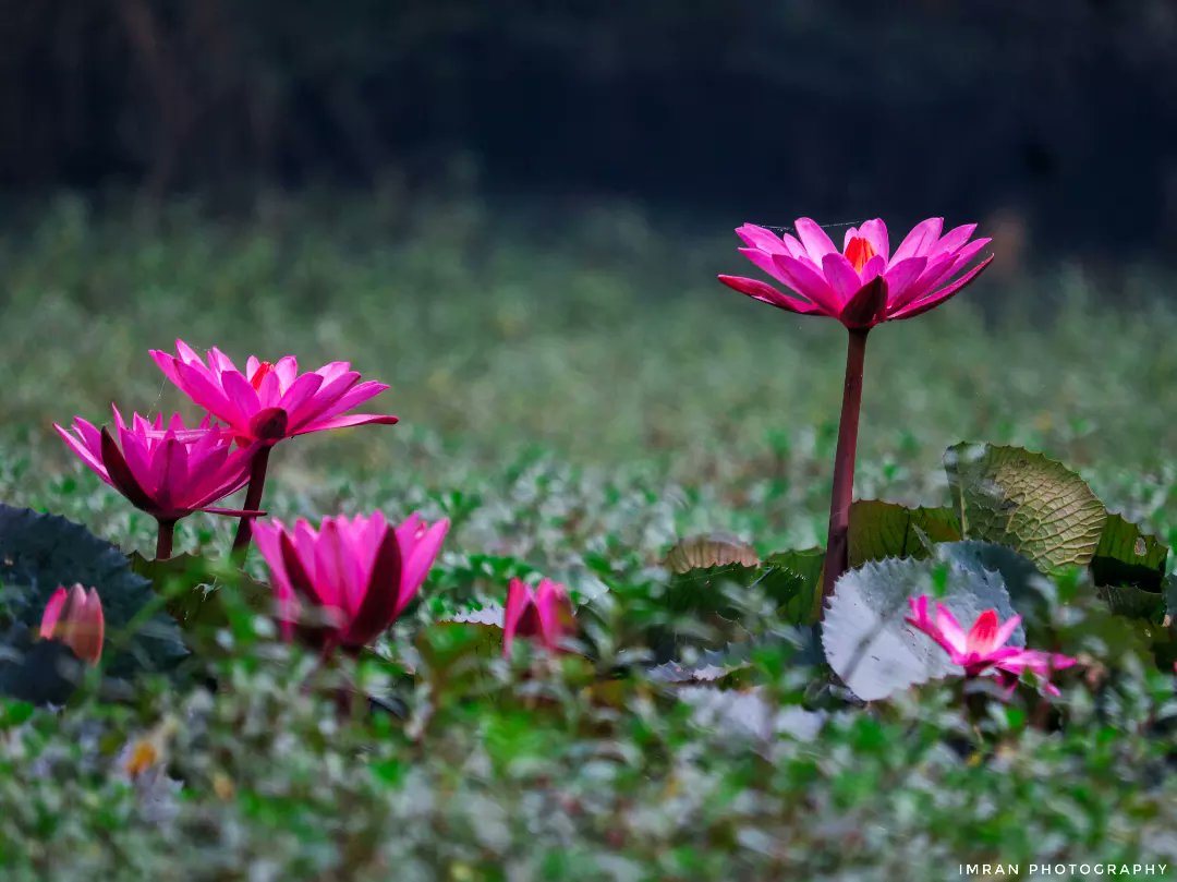 IMRANHASANRAM's tweet photo. Red Beetroot.
Sarishabarhi, Jamalpur ||
December 2022 || Canon 750D
#red #lili #redbeetroot #flowers #redflowers #canon #hipaae #waterlilies #canonphotography #photography #contest #fliker #500px #agora #1x #imranhphotography https://t.co/SHv1OuFIqP