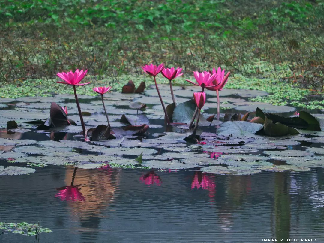 IMRANHASANRAM's tweet photo. Red Beetroot.
Sarishabarhi, Jamalpur ||
December 2022 || Canon 750D
#red #lili #redbeetroot #flowers #redflowers #canon #hipaae #waterlilies #canonphotography #photography #contest #fliker #500px #agora #1x #imranhphotography https://t.co/SHv1OuFIqP