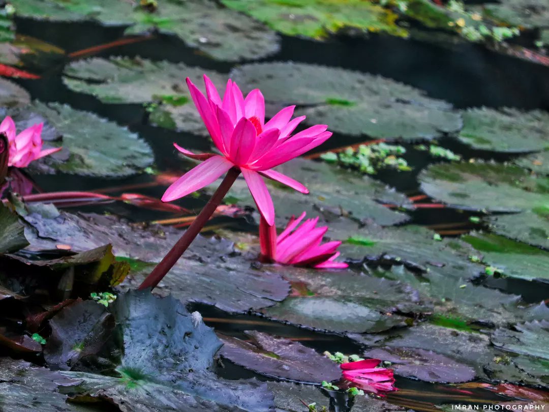IMRANHASANRAM's tweet photo. Red Beetroot.
Sarishabarhi, Jamalpur ||
December 2022 || Canon 750D
#red #lili #redbeetroot #flowers #redflowers #canon #hipaae #waterlilies #canonphotography #photography #contest #fliker #500px #agora #1x #imranhphotography https://t.co/SHv1OuFIqP