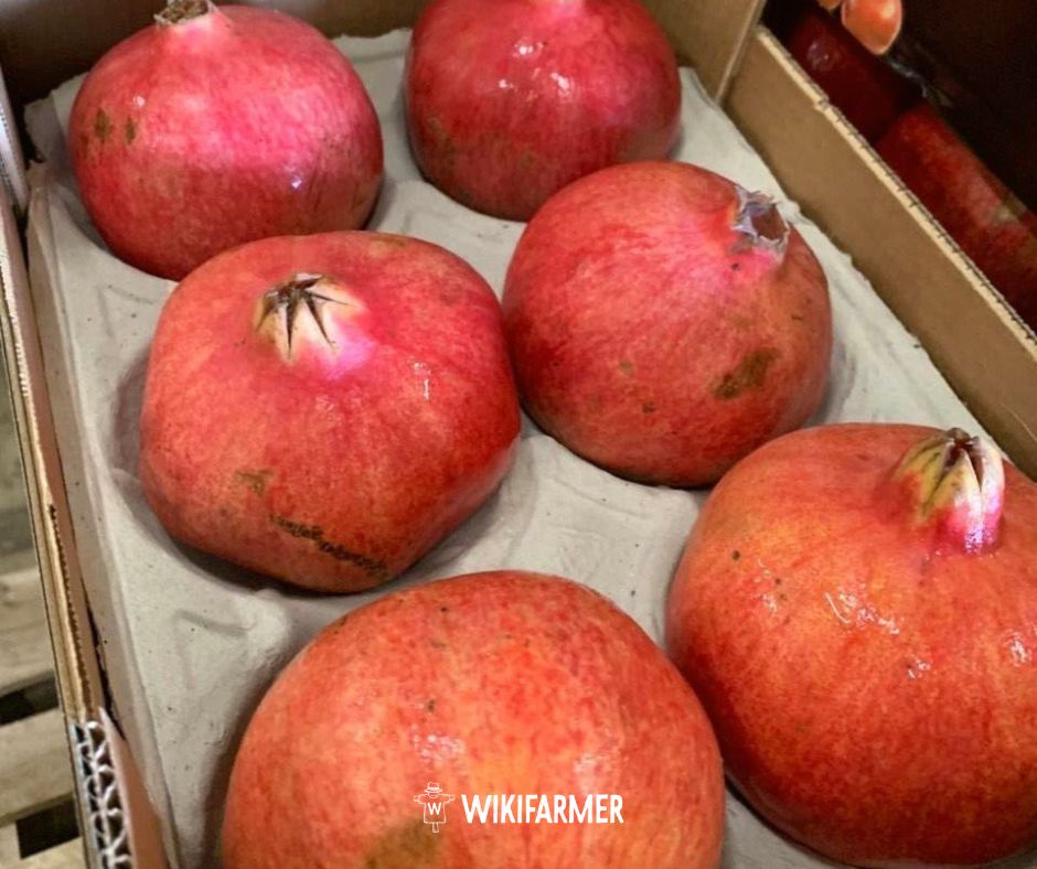 Wikifarmer Official tweet media