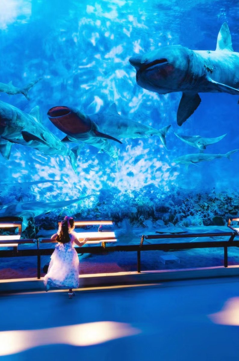 Guangzhou_City's tweet image. 🐬 Another hidden underwater gem at #GuangdongMuseum! 🐋Take a dive into the museum's depths and get an up-close look at the wonders of the #SeaWorld. 🌊 #VisitGuangzhou
📸 RED/hydejiu