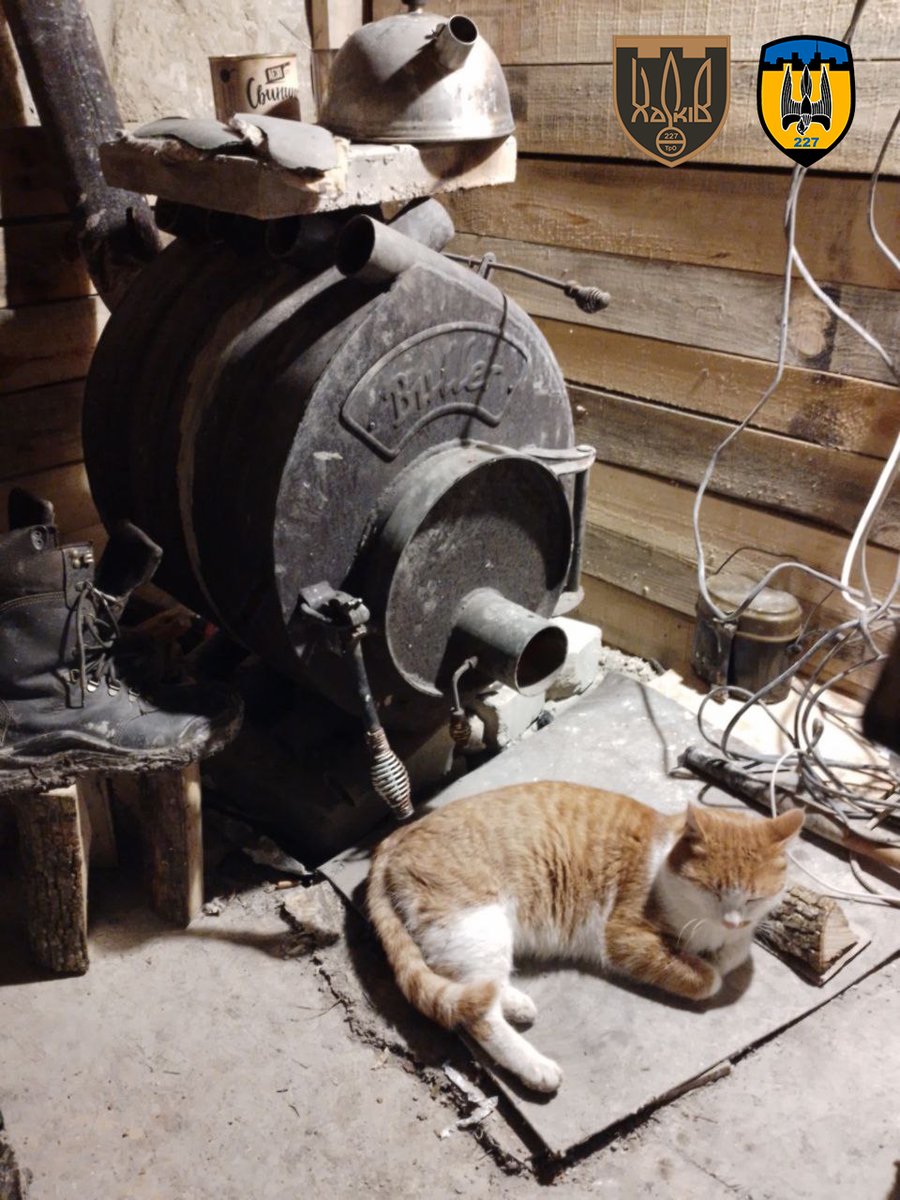 227Batalion's tweet photo. This cat think, that our dugout is comfortable. Котик оцінив добробут однієї з наших осель😺🇺🇦
#227tro #UAarmy #ВІРЮвЗСУ  #тероборона #котикиЗСУ #armedForces #Ukrainewillwin #Ukraine️ #RussiaUkraineWar #CatsOfTwitter #CatsOnTwitter   #StandWithUkraine #Ukrainian #SlavaUkraini https://t.co/wPTrtB9h9e