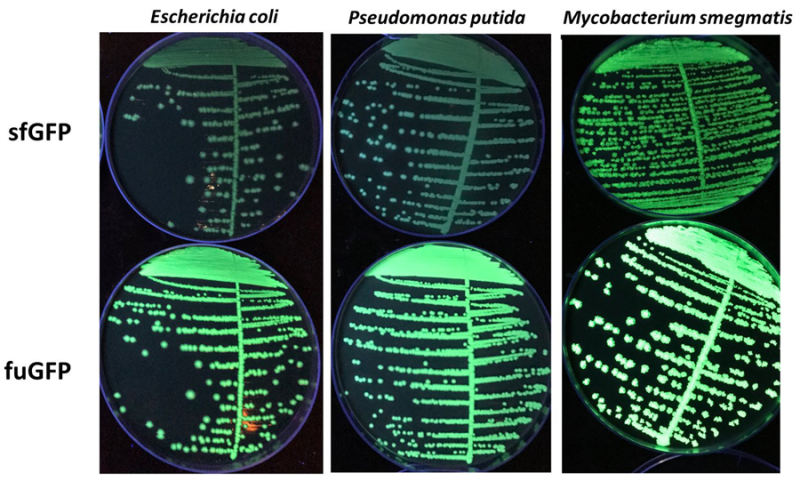 reclone_org's tweet photo. @cxarramirez @iBioChile @uc_chile @protocolsIO '#fuGFP is a free-to-use super-folding #GFP, thanks to the @Colemanomonas (Coleman lab). Find out its origin story at https://t.co/rZxS0ztYij;
its DNA seq at https://t.co/QYI2BljcBY, and others like it in the Open Reporter & Open Enzyme Collections at https://t.co/i5FWUiRNF8 https://t.co/pKtLqMR83S
