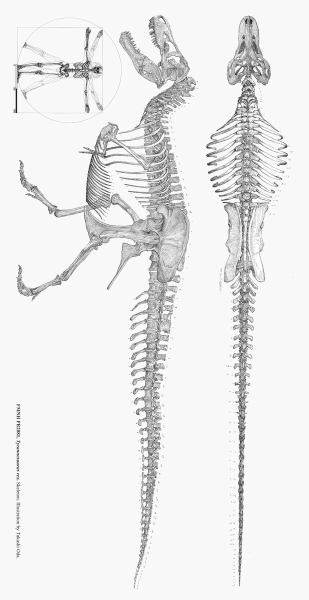 ティラノサウルスの骨格図、ようやく完成かな。 