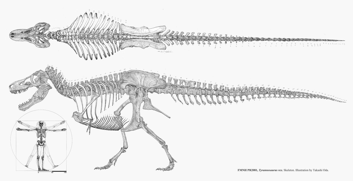 ティラノサウルスの骨格図、ようやく完成かな。 