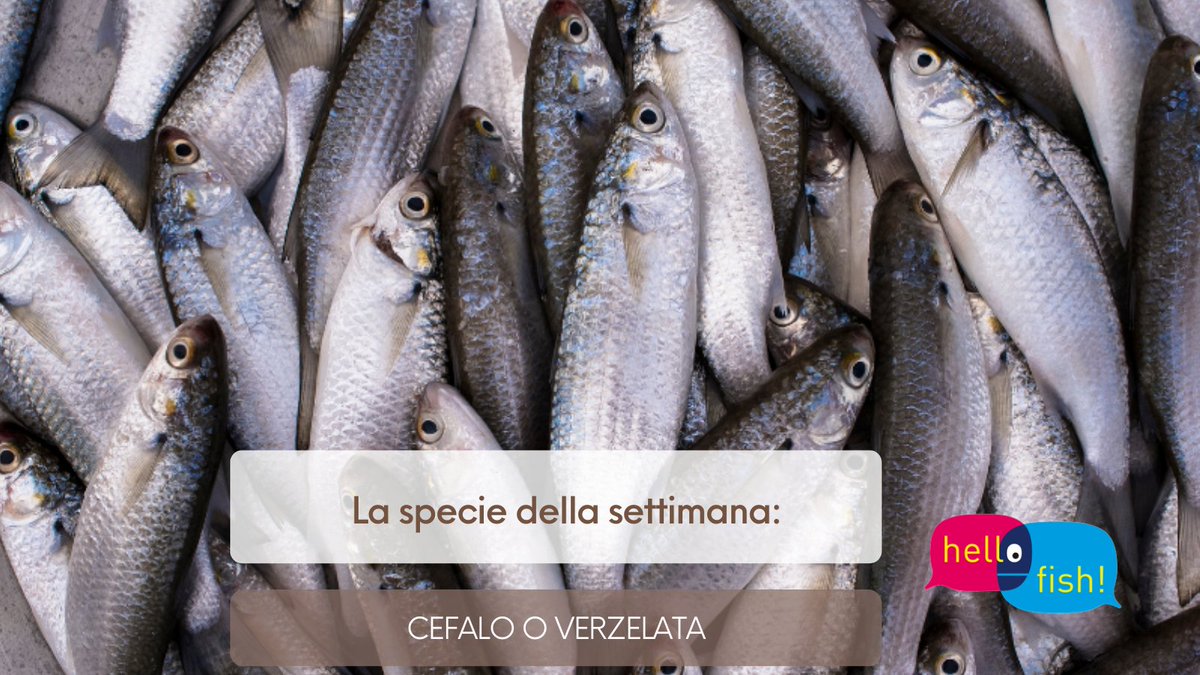 HelloFish_info's tweet photo. Oggi vi raccontiamo del Cefalo o Verzelata, una specie che si distingue per la forma snella e magra, ma soprattutto per la tipica macchia dorata su entrambi gli opercoli. https://t.co/WWo5rFhKby
#hellofish #pesce #pescefresco #piccolapesca #pescasostenibile #acquacoltura https://t.co/XDzF6x8Hmo