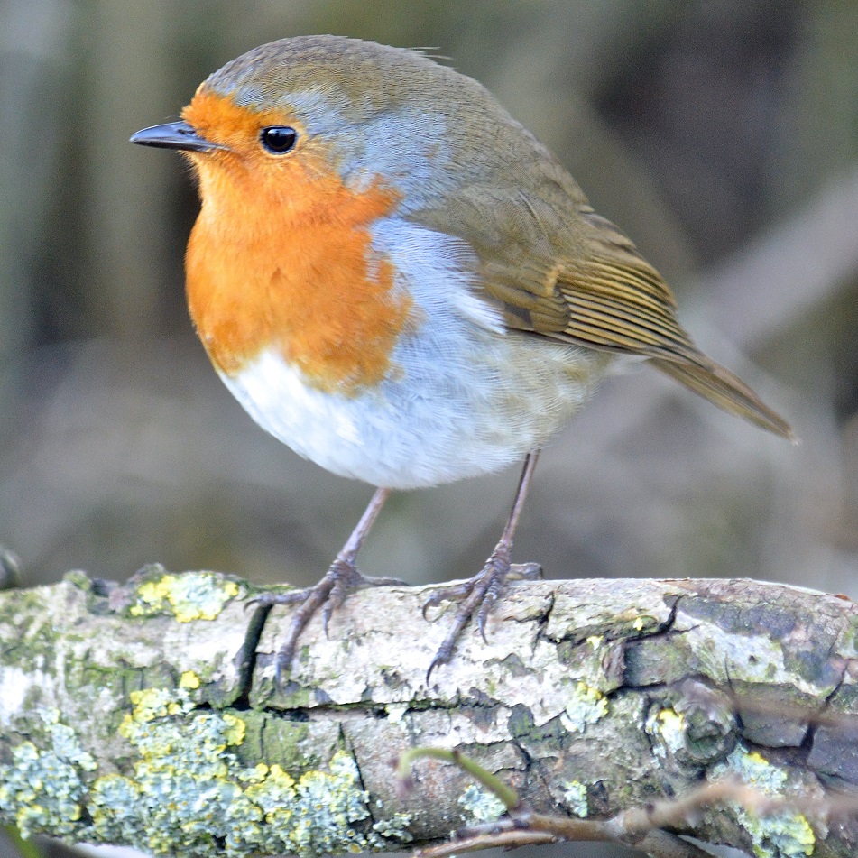 #FunFact – the #Robin as a symbol of #Christmas began as a joke when postmen wore red tunics and were named after them. #ChristmasTreeFarm #Somerset #LangfordLakes #LangfordBudville