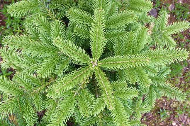 We’re pruning the lowest set of branches on our Nordman Firs currently. This helps improve the look of the tree, so you get perfectly shaped and proportioned ones for #Christmas. #ChristmasTreeFarm #Somerset #LangfordLakes #LangfordBudville