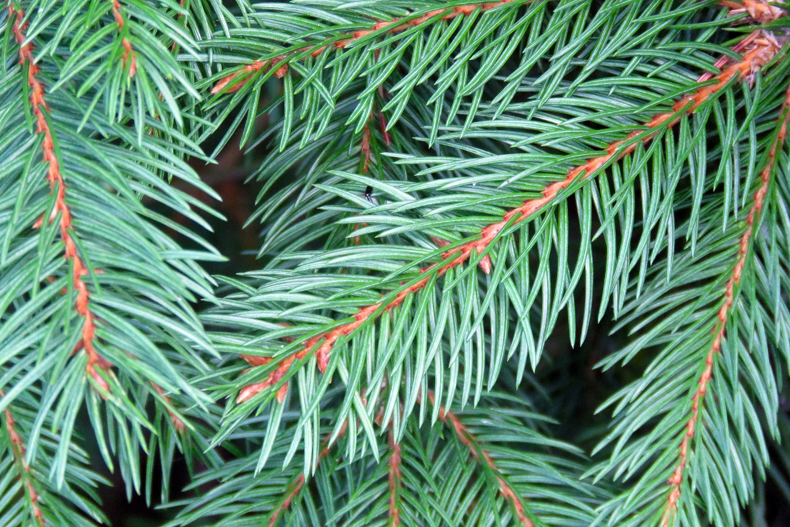 #Fact – Norway Spruce is native to Europe and is considered by most to be the original Christmas Tree. They have a wonderful fragrance. #ChristmasTreeFarm #Somerset #LangfordLakes #LangfordBudville