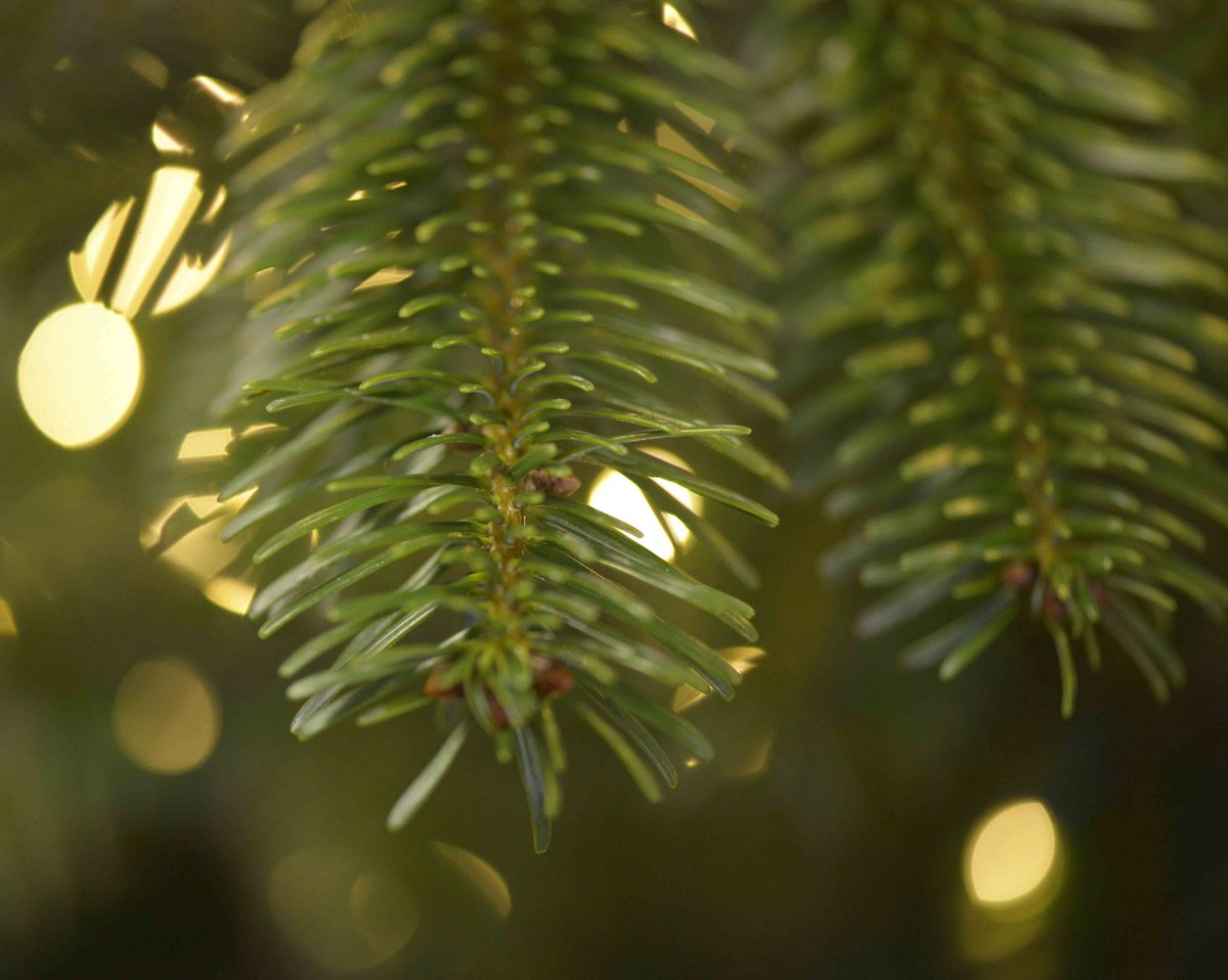 We’re always talking about #Christmas on the plantation – and it turns out the tradition of Christmas trees goes all the way back to the ancient Egyptians and Romans, who decorated with evergreens during the winter solstice to signify that spring would return. Spring is coming!