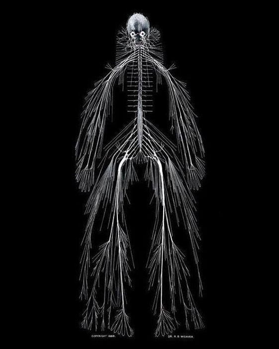A fully dissected nervous system: #neuroscience