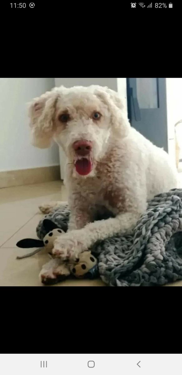 eugenia2068's tweet photo. Caramelo..perrito de aguas de 4añitos que busca hogar..un amorcete..Adopta:@LASAnimal escribe:adopcion.lasanimal@gmail.com Está en Sevilla y puede viajar😊😊 https://t.co/JaN0nC2efy