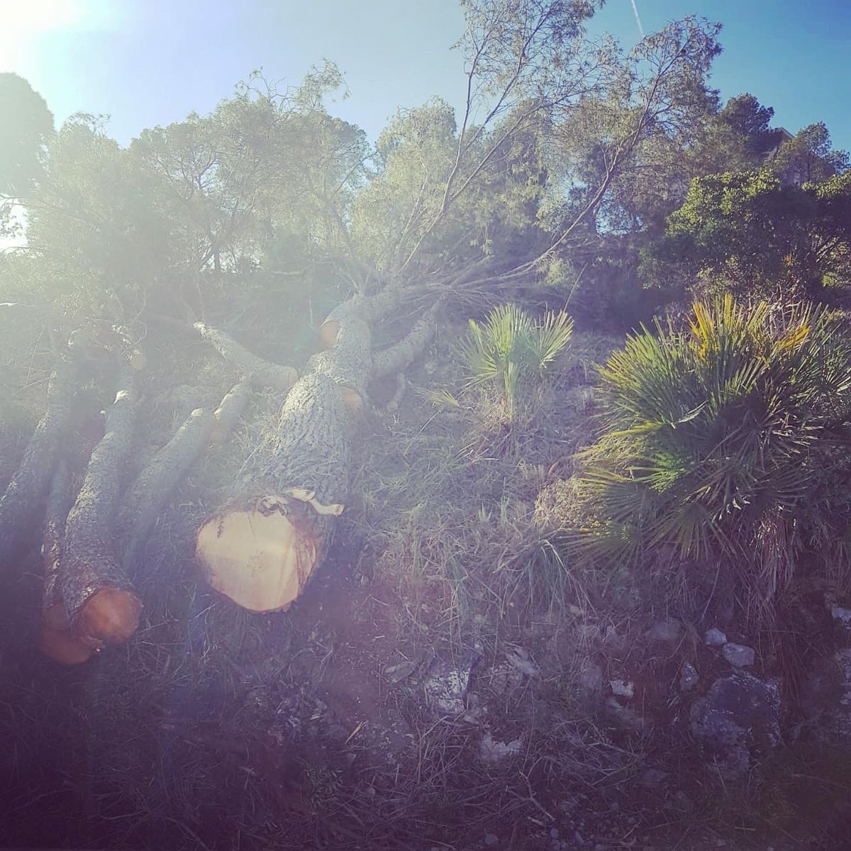 Los vecinos siguen enviándonos fotos-denuncia de la tala indiscriminada de árboles que sigue ocurriendo en Castelldefels. Una cosa es un cortafuegos y otra lo q está haciendo el gobierno municipal

#manualcalde #castelldefels #fotodenuncia #bellamar #montemar #populares