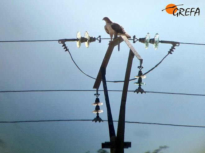 <a href="/AQUILA_aLIFE/">AQUILA a-LIFE</a>  ofrece cursos gratuitos online para reducir la mortalidad de #aves por electrocución

⚡️🦅Curso #tendidos eléctricos y aves 
🔹Básico
🔹Avanzado. Profesionales sector eléctrico
🔹Avanzado. Profesionales sector ambiental

cursos.aquila-a-life.org
@GREFA <a href="/SOStendidos/">SOS TENDIDOS</a>