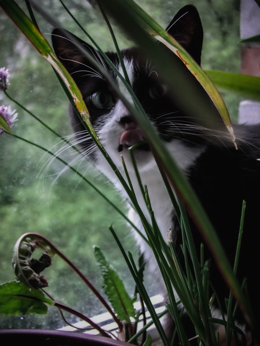 stirnas's tweet photo. @ofija_ #Kleksis ir best-boi / derp-boi https://t.co/W2qHwugOrf