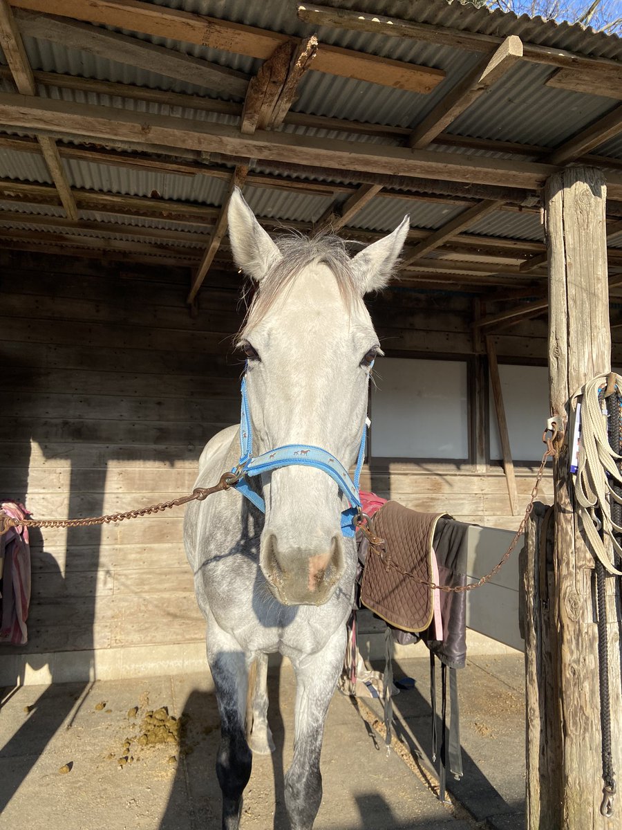 プラチナムバレットさん!!!!