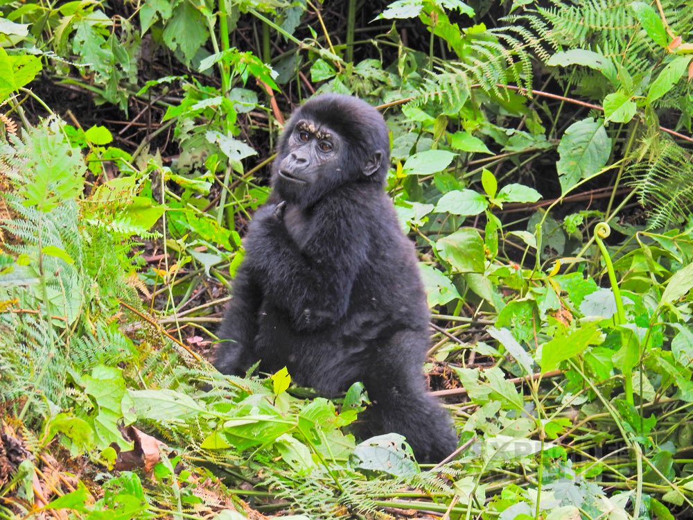 Uganda’s highlight.
Let your dreams come true by choosing us to be your next trip handlers in Uganda and Rwanda.  

Location: Bwindi Impenetrable National Park  

 #wildlifephotographer #protectnature  #naturephotographer #primates #mountaingorillas  #naturephotography #bbcafrica