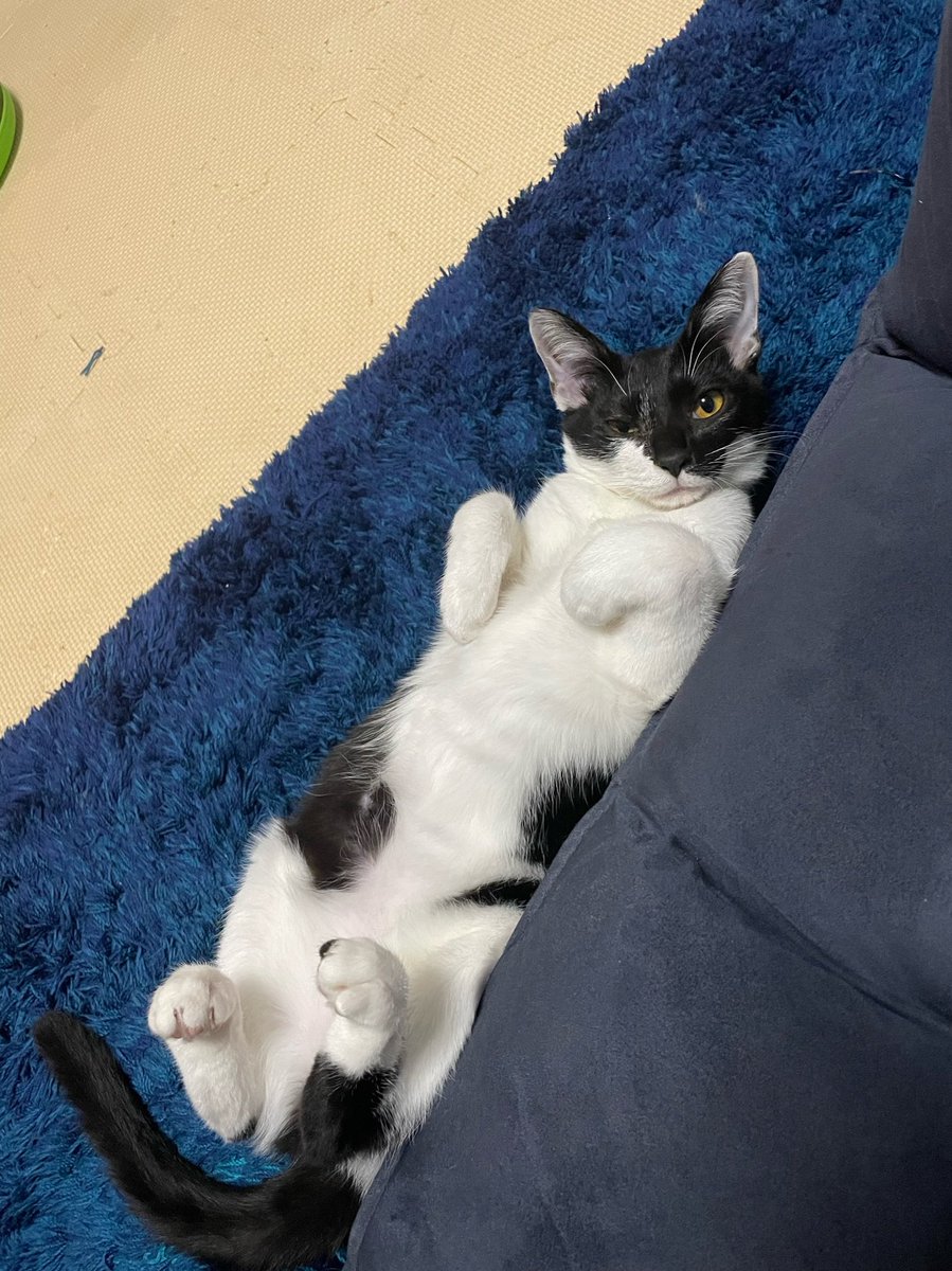 RoarOf's tweet photo. 保護猫ももちゃん（♀）です！
現在8か月ぐらい（避妊済み）
甘えん坊でおてんば、元気な女の子です！
お気軽にご連絡ください！
#Twitterねこ部  #保護猫  #猫のいる暮らし #猫のいる幸せ  #ねこ部 #里親 #里親募集 #猫好きな人と繋がりたい #譲渡 #神奈川県 #横浜 https://t.co/HMGIxjzNbg