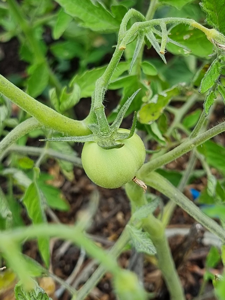FindNatureNow's tweet photo. @DailyPicTheme2 #organic 💚🍅 https://t.co/UEf9fjVWrM