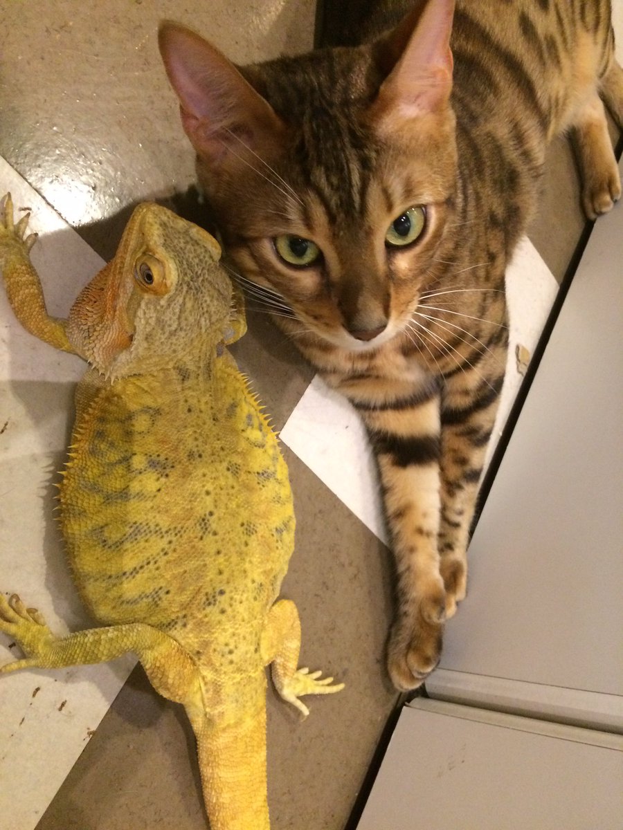 Pharol5's tweet image. 2016年1月9日はチャイさんがお空に帰った日。あれから7年が経ちました。お空の暮らしはどうですか？シュトリやベレトも側にいるんでしょ？2人に温めてもらってね♪