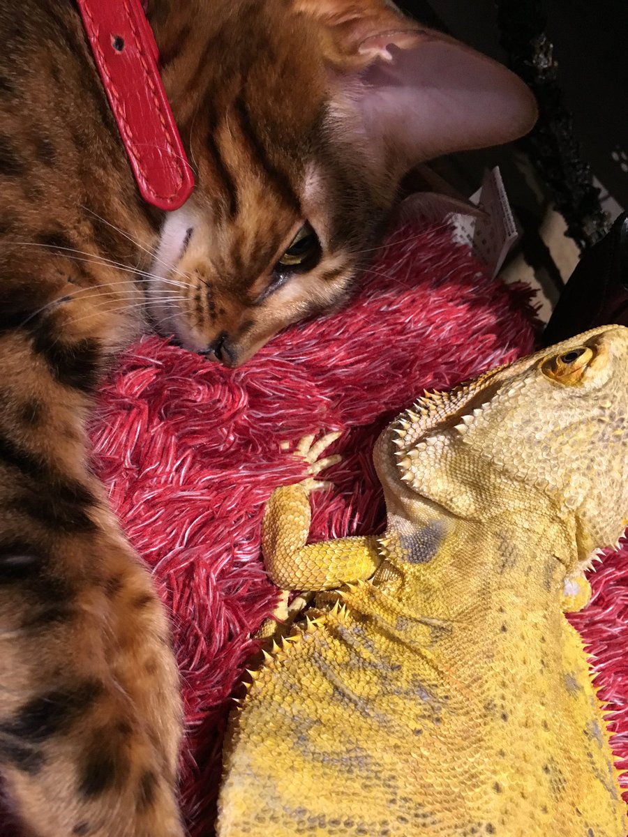 Pharol5's tweet image. 2016年1月9日はチャイさんがお空に帰った日。あれから7年が経ちました。お空の暮らしはどうですか？シュトリやベレトも側にいるんでしょ？2人に温めてもらってね♪