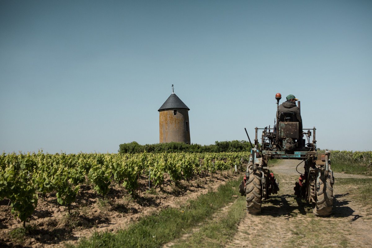 vinsdeloire's tweet photo. « Dans notre famille, être vigneron c’est beaucoup plus qu’un métier… C’est un mode de vie ! » 🍇 
Le domaine @MenardGaborit est un vignoble où l’on produit des vins en famille depuis 1734.

Photos : @MenardGaborit https://t.co/7S7EaArKgP