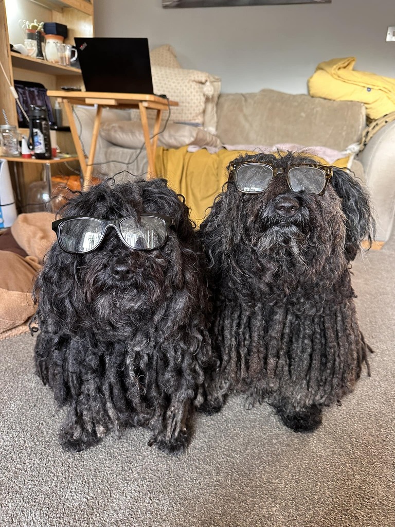 ZebPuliZeb's tweet photo. She said if she has to work then so do we too, after all we are working dogs and she said It’s only fair, right and just.
Anyone need her then contact us two dready McDread faces 😅
#Manchester #MopsOfManchester #PuliDogs #HungarianPuli #Magyar #Dr… https://t.co/4pMzCy3Rae https://t.co/Dpjw2yXNgL
