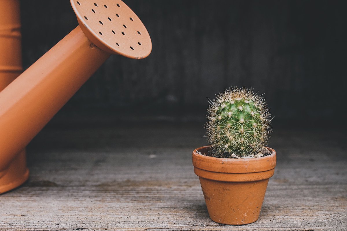 Do you see a difference between your British and your German friends when it comes to indoor gardening? How many houseplants do you have? #culture #HouseplantWeekUK #plantlover