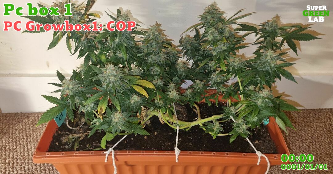 SuperGreenLab's tweet photo. "🌱🌱🌱 New diary entry for the Plant "PC Growbox1: COP"
Blooming for 53 days

So close... must...be...patient... oh look scissors 🪚

Check out this awesome future harvest from a member of the SGL community! If you want to know more about their plant, https://t.co/YDCwQgGE9b