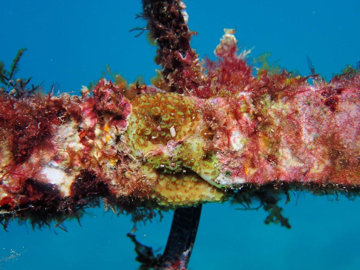 Dr Taylor Whitman tweet media