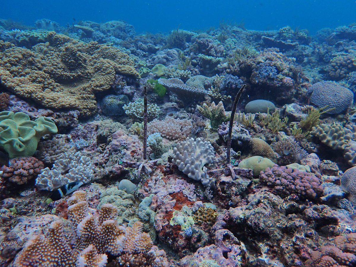 This week we are checking on our seeded #coral recruits in the northern #GreatBarrierReef. 
The Acropora digitifera corals seem to love their new engineered homes, and our preliminary results look very promising for restoration with this species 🪸

#RRAP @aims_gov_au