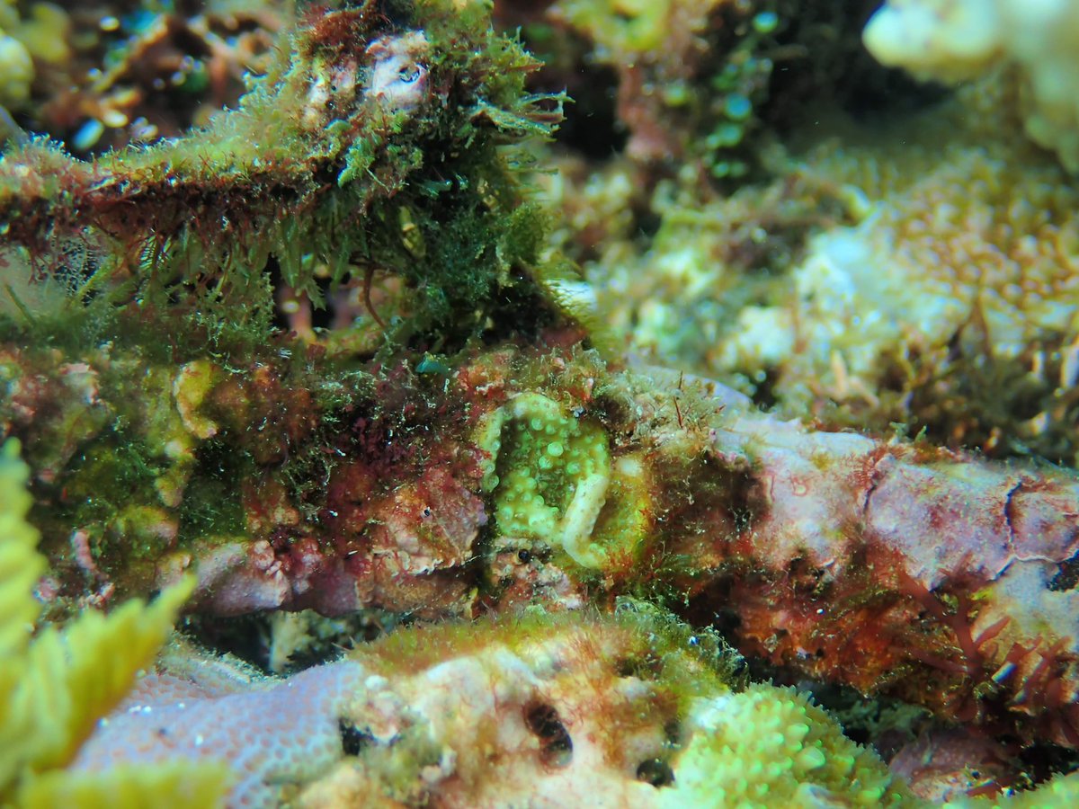 Dr Taylor Whitman tweet media