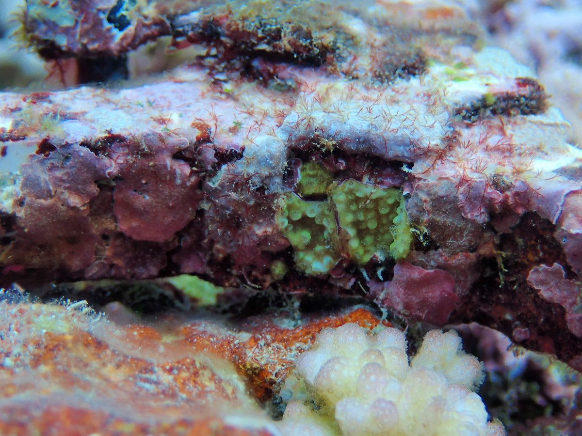 Dr Taylor Whitman tweet media