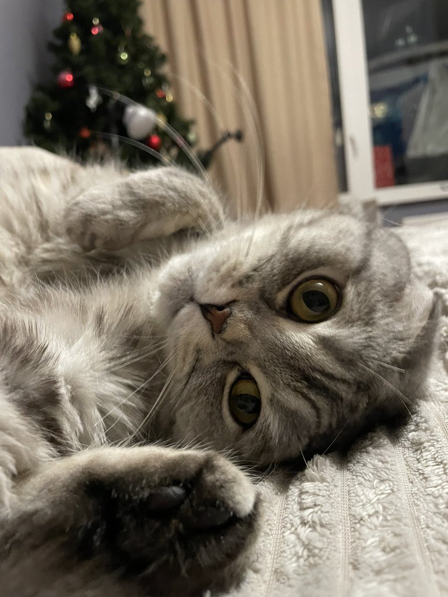 Gm☀️

The lazy cat stays at home while his lazy mistress goes to work🫣