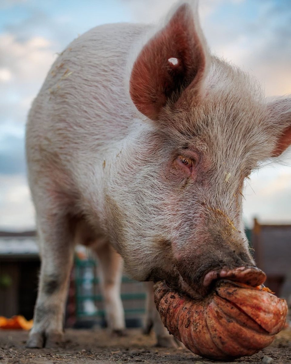 teamveganfta's tweet photo. 'Those holes in his ears are a permanent reminder of where he came from. His name is Morgan, he's someone, not a number.'

📷 : @wesburdett

👉 Help Take Action for Animals:  https://t.co/KLdJeTluTB

#animalrescue #govegan #pigs #pig #compassion https://t.co/BR880jI4fK