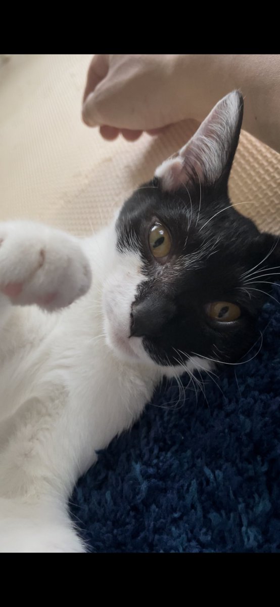 RoarOf's tweet photo. 保護猫ももちゃん（♀）です！
現在8か月ぐらい（避妊済み）
甘えん坊でおてんば、元気な女の子です！
お気軽にご連絡ください！
 #保護猫  #里親 #里親募集 #猫好きな人と繋がりたい #譲渡 #神奈川県 #横浜 https://t.co/n1B5mBVEuU