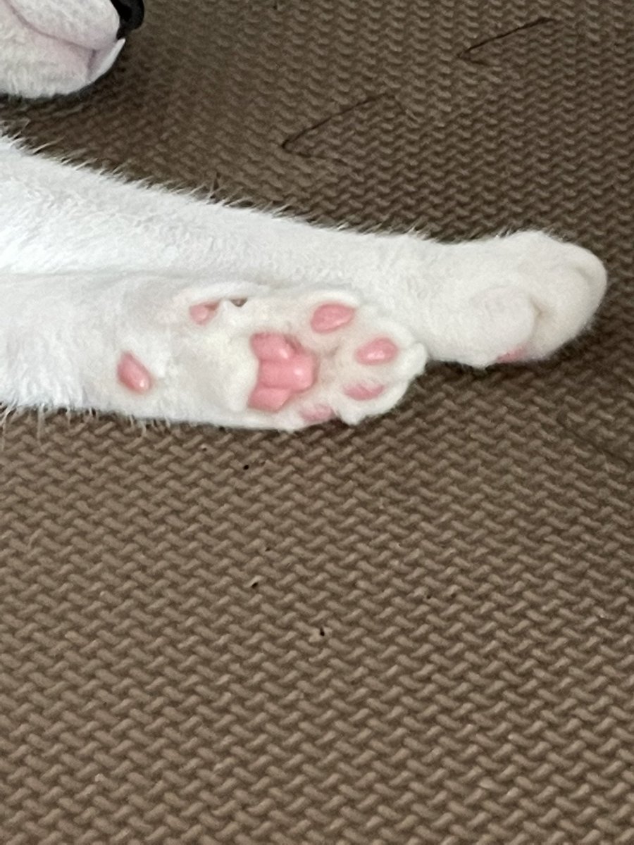 RoarOf's tweet photo. 保護猫ももちゃん（♀）です！
現在8か月ぐらい（避妊済み）
甘えん坊でおてんば、元気な女の子です！
お気軽にご連絡ください！
 #保護猫  #里親 #里親募集 #猫好きな人と繋がりたい #譲渡 #神奈川県 #横浜 https://t.co/n1B5mBVEuU