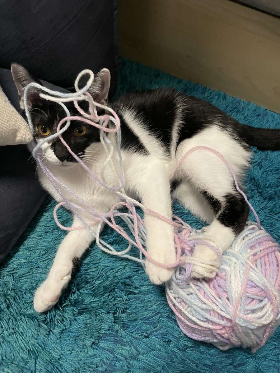 RoarOf's tweet photo. 保護猫ももちゃん（♀）です！
現在8か月ぐらい（避妊済み）
甘えん坊でおてんば、元気な女の子です！
お気軽にご連絡ください！
 #保護猫  #里親 #里親募集 #猫好きな人と繋がりたい #譲渡 #神奈川県 #横浜 https://t.co/n1B5mBVEuU