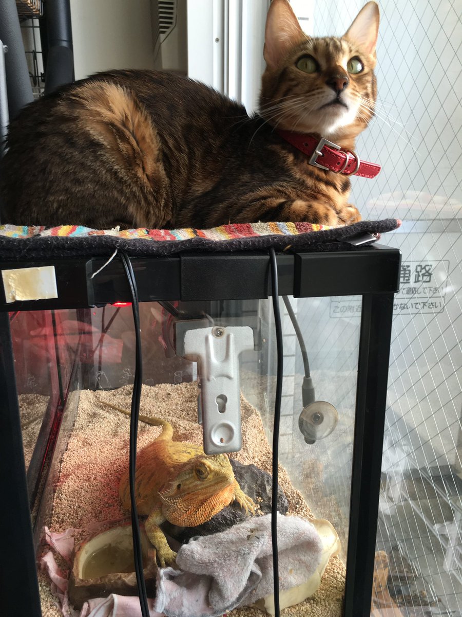 Pharol5's tweet image. 【チャイさんの思い出】
チャイさんのお家はヒーターがついているので暖かい。だからいつも猫たちが側に居た。とくにベレトはチャイさん家の屋根上がお気に入りだったね