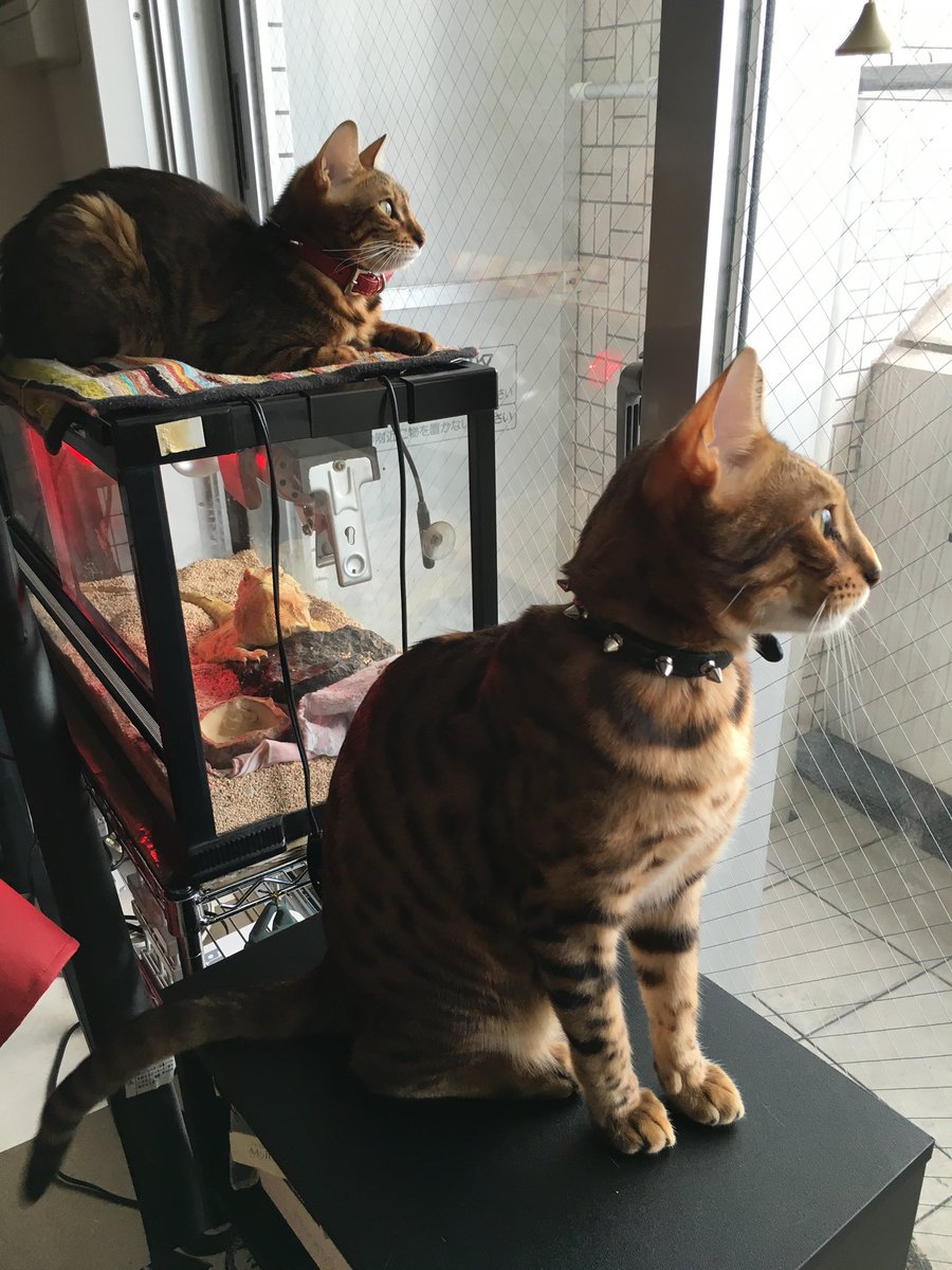 Pharol5's tweet image. 【チャイさんの思い出】
チャイさんのお家はヒーターがついているので暖かい。だからいつも猫たちが側に居た。とくにベレトはチャイさん家の屋根上がお気に入りだったね