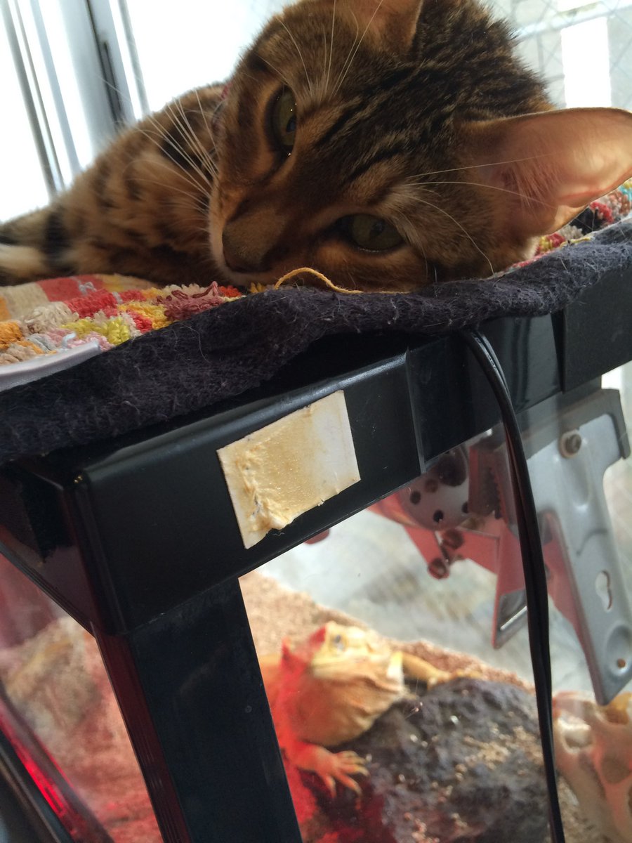 Pharol5's tweet image. 【チャイさんの思い出】
チャイさんのお家はヒーターがついているので暖かい。だからいつも猫たちが側に居た。とくにベレトはチャイさん家の屋根上がお気に入りだったね