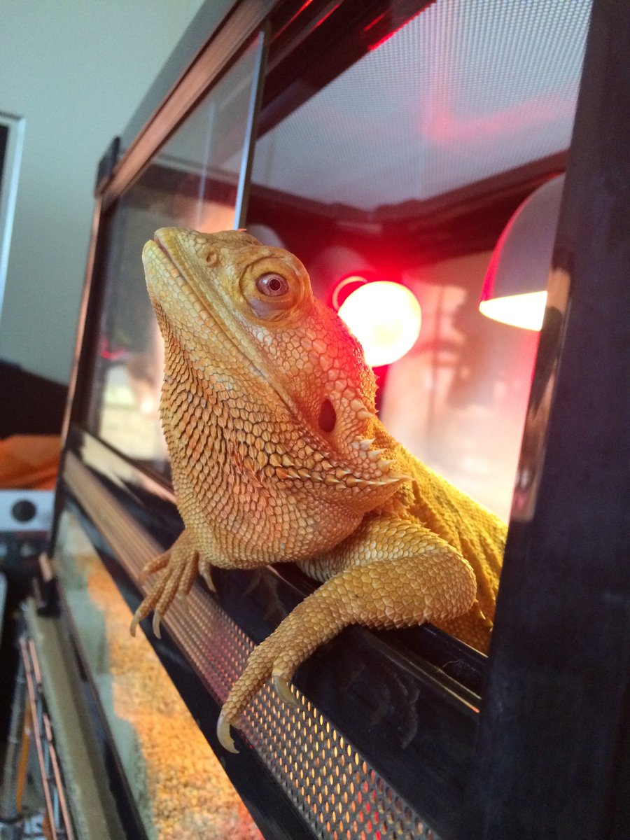 Pharol5's tweet image. 【チャイさんの思い出】
チャイさんのお家はヒーターがついているので暖かい。だからいつも猫たちが側に居た。とくにベレトはチャイさん家の屋根上がお気に入りだったね