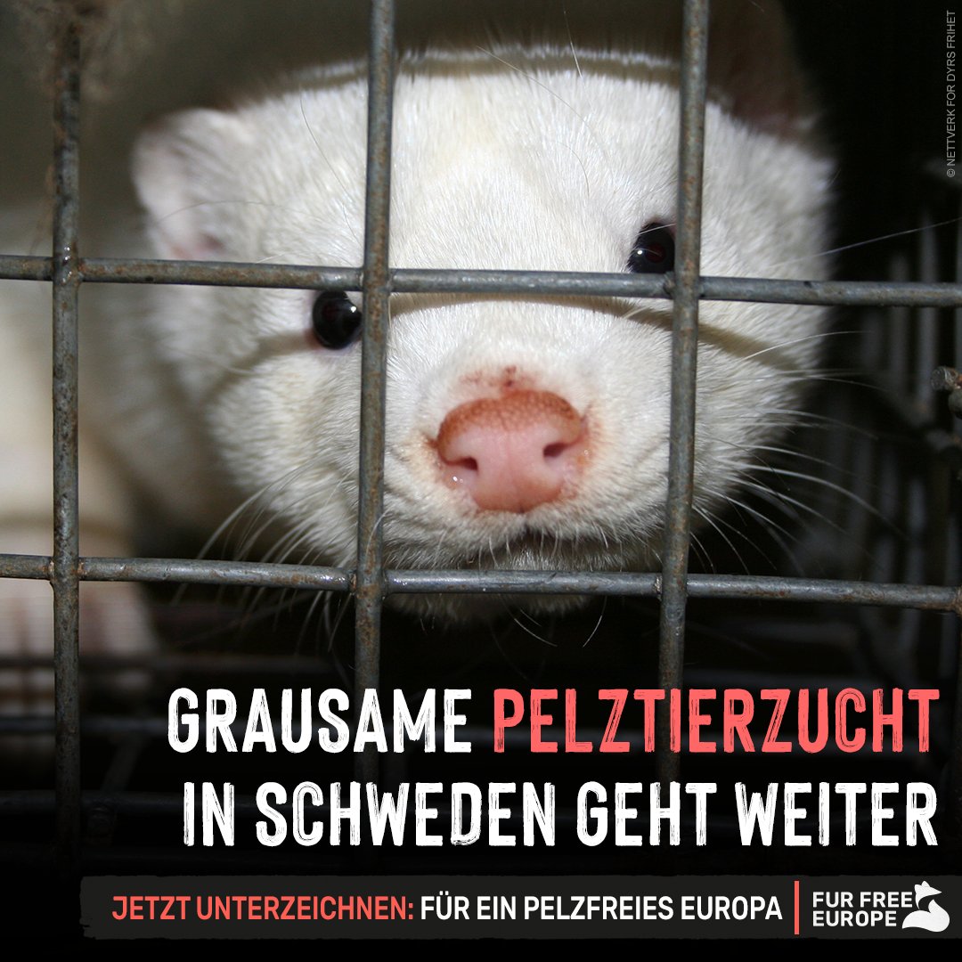 tierschutz_bund's tweet photo. 😢 Unfassbar! In #Schweden dürfen wieder #Nerze gezüchtet &amp; transportiert werden. Um die Verbreitung von #SARSCoV2 zu verhindern, hatte das Land die Zucht 2021 &amp; 2022 auf Eis gelegt. 

✍️ Bitte unterschreibt für ein EU-weites #Pelz-Verbot: https://t.co/r6bColkJKJ 

#FurFreeEurope https://t.co/QS4idHN5cj